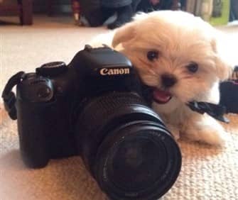 maltese-size-of-camera